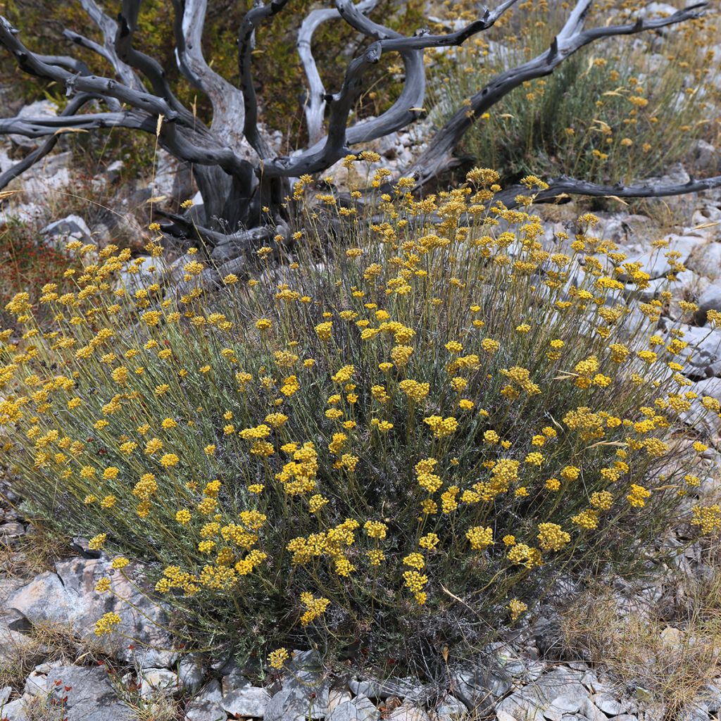 Helichrysum italicum Plug Bio