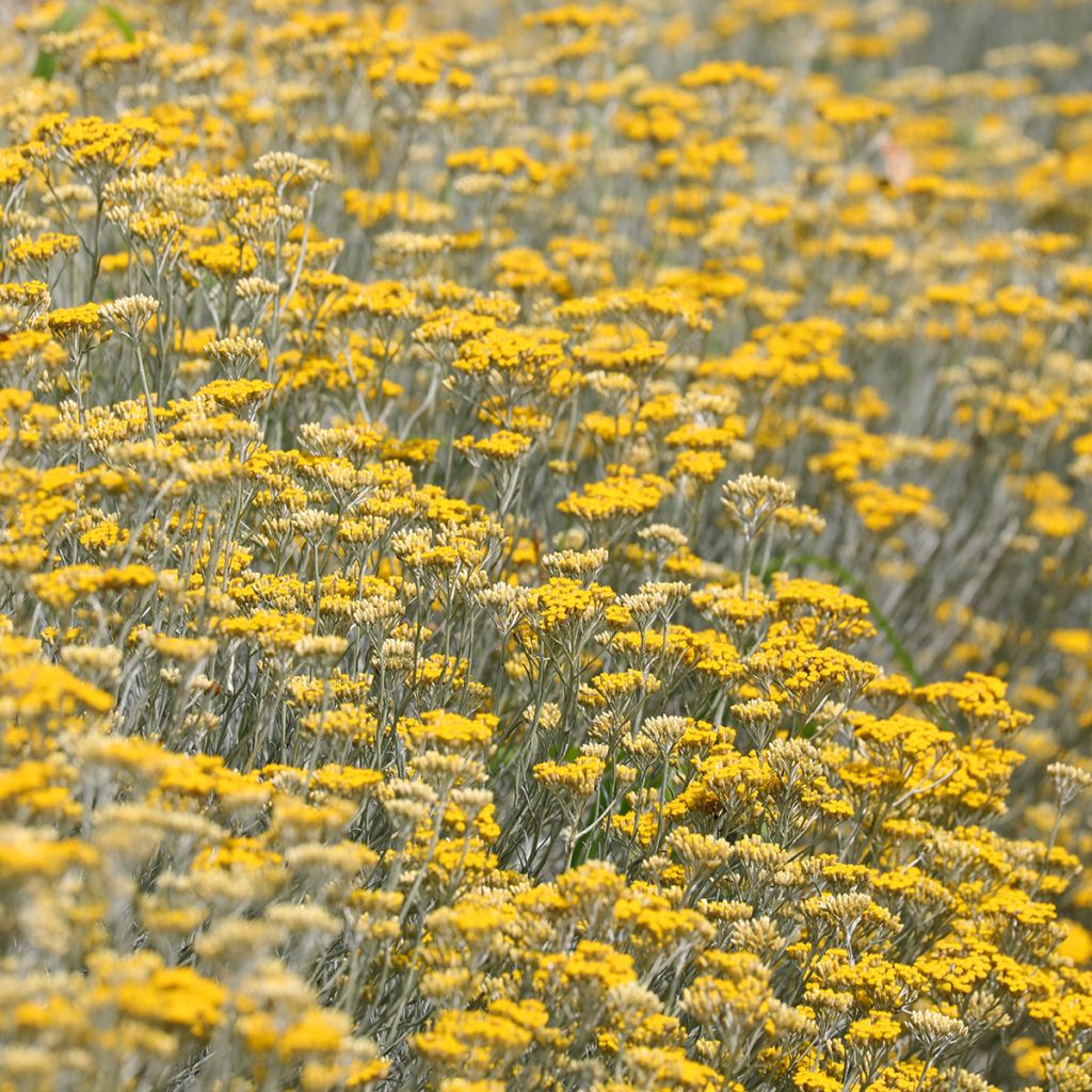 Helichrysum italicum Plug