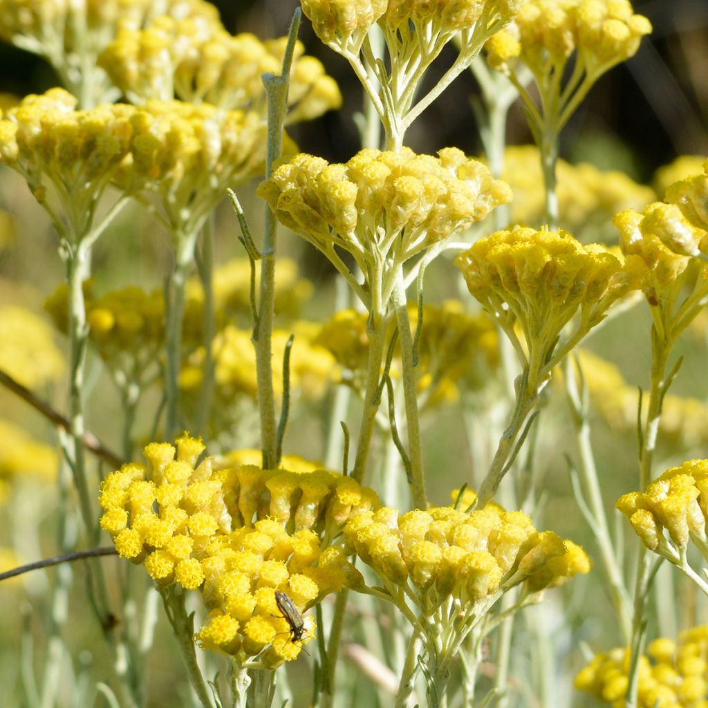 Helichrysum italicum Plug