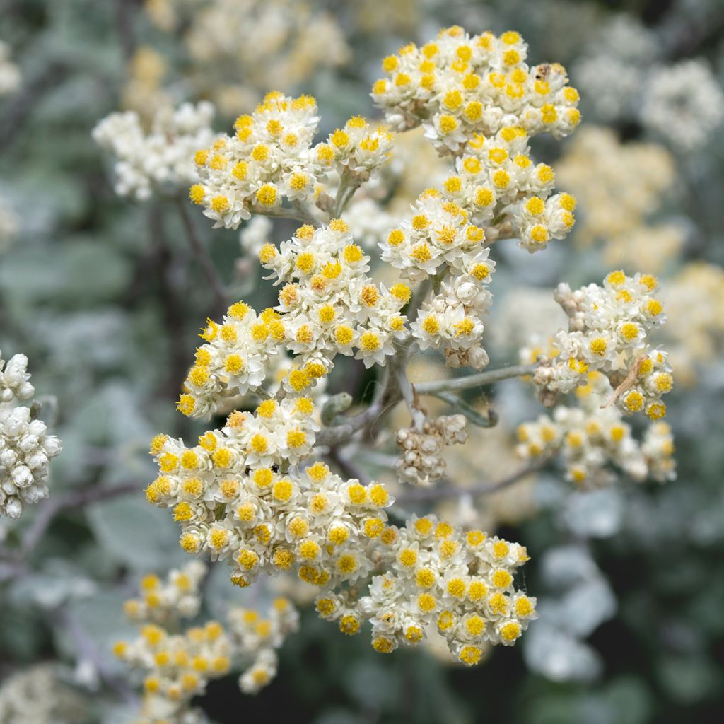 Helichrysum petiolare Silver