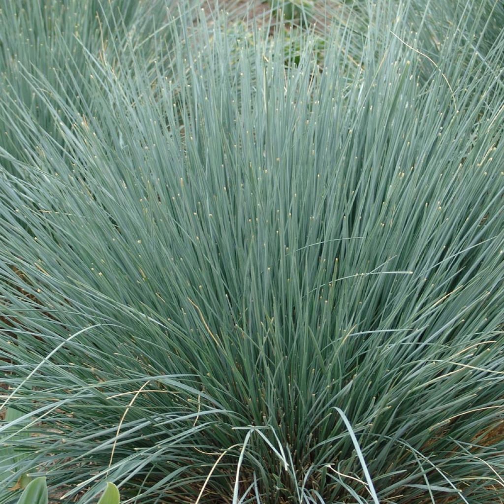 Helictotrichon sempervirens - Blue oat grass