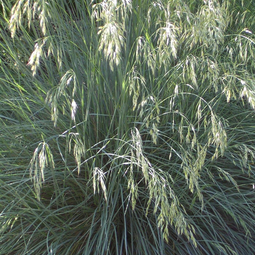 Helictotrichon sempervirens - Blue oat grass