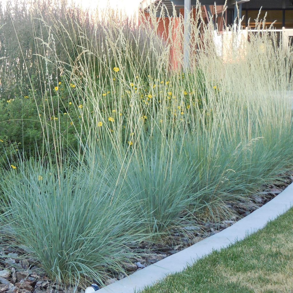 Helictotrichon sempervirens - Blue oat grass