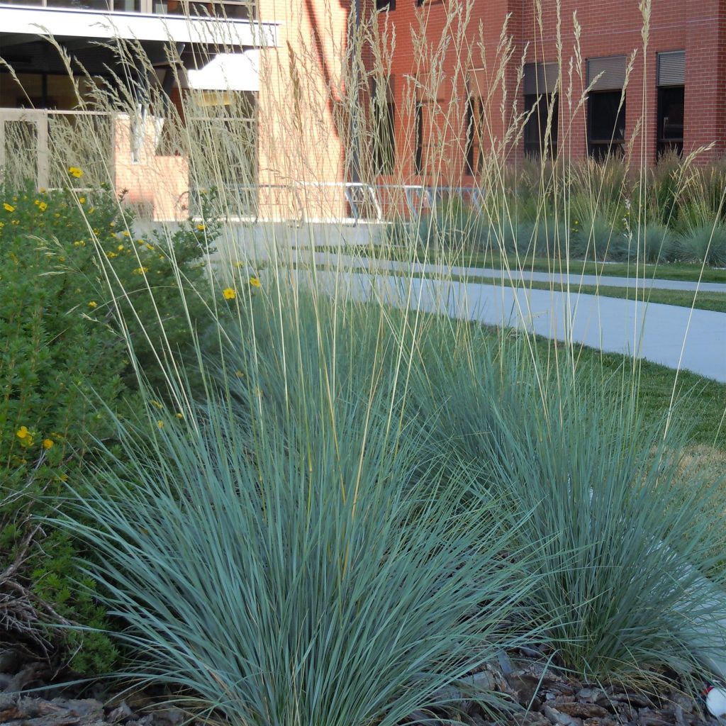 Helictotrichon sempervirens - Blue oat grass