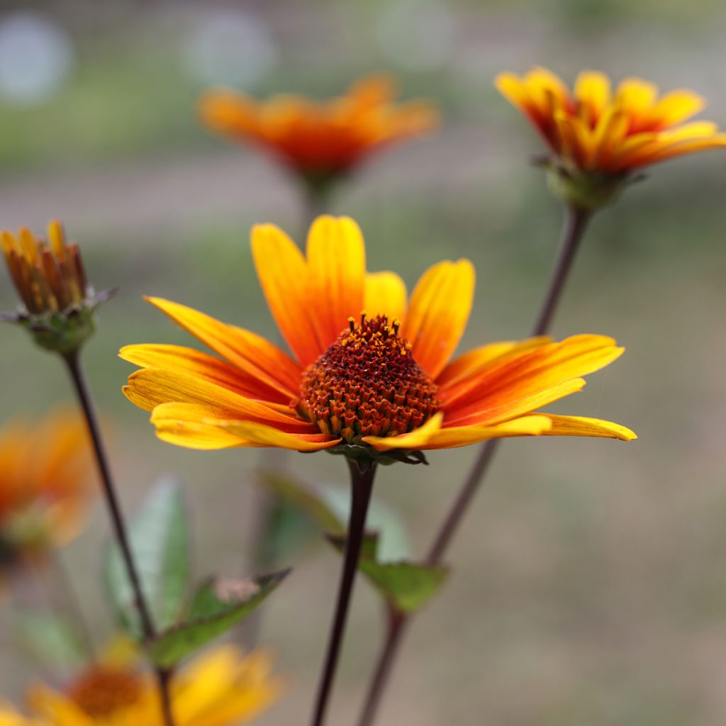 Heliopsis helianthoides var. scabra Burning Hearts