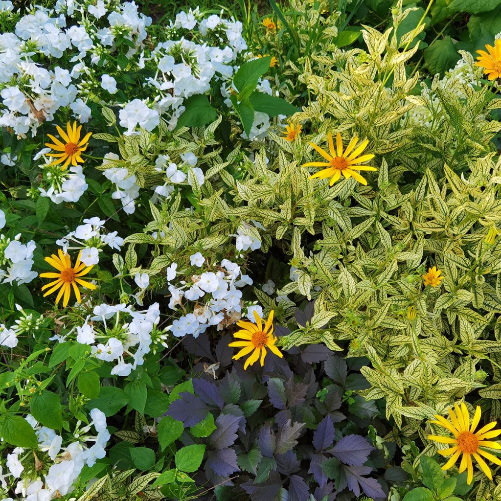 Heliopsis helianthoïdes Loraine Sunshine