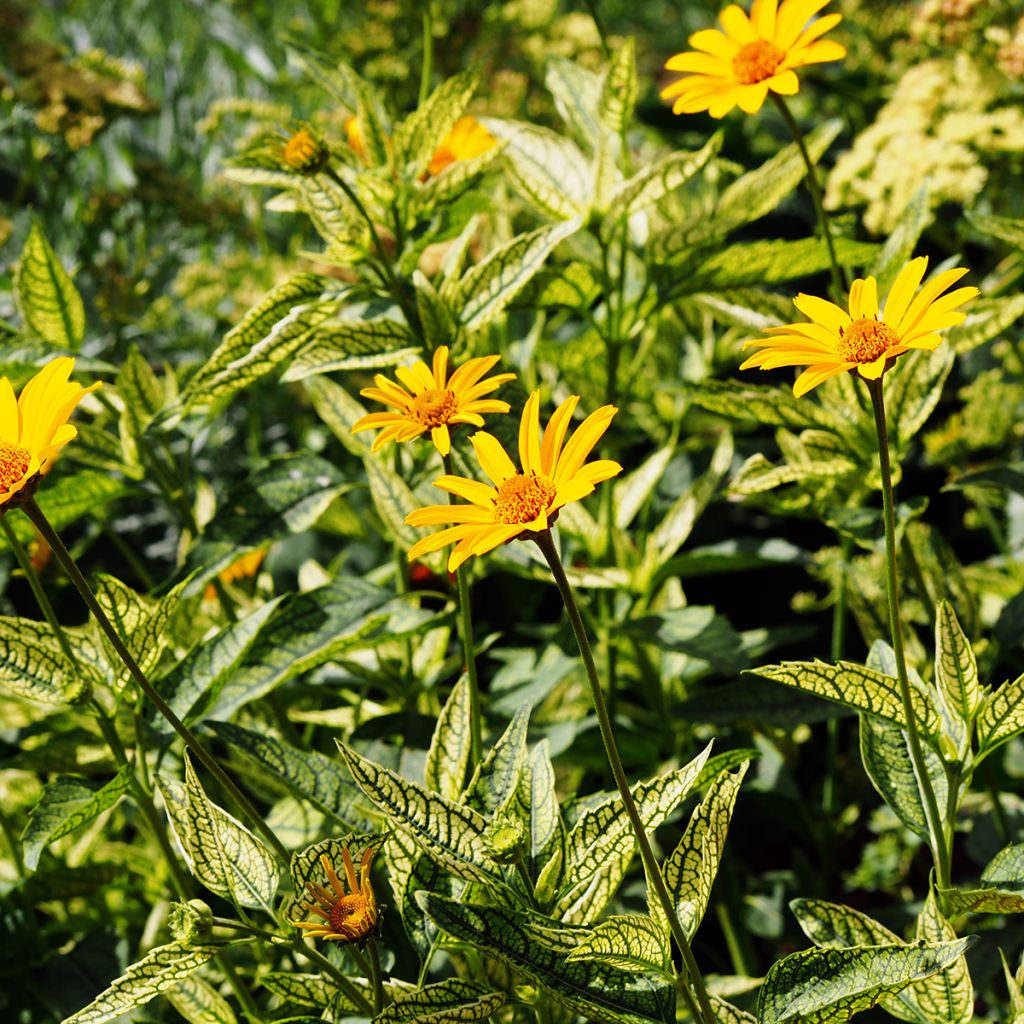 Heliopsis helianthoïdes Loraine Sunshine