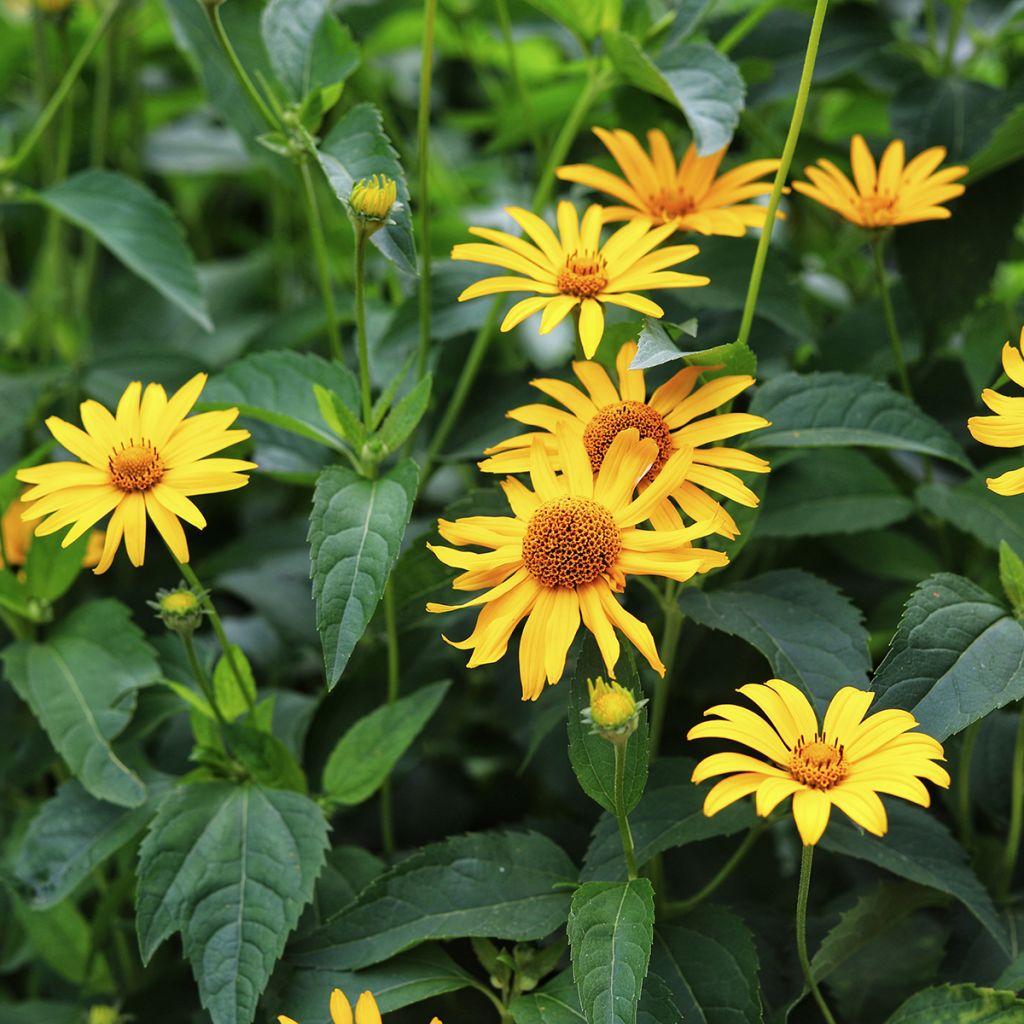 Heliopsis helianthoides Tuscan Sun