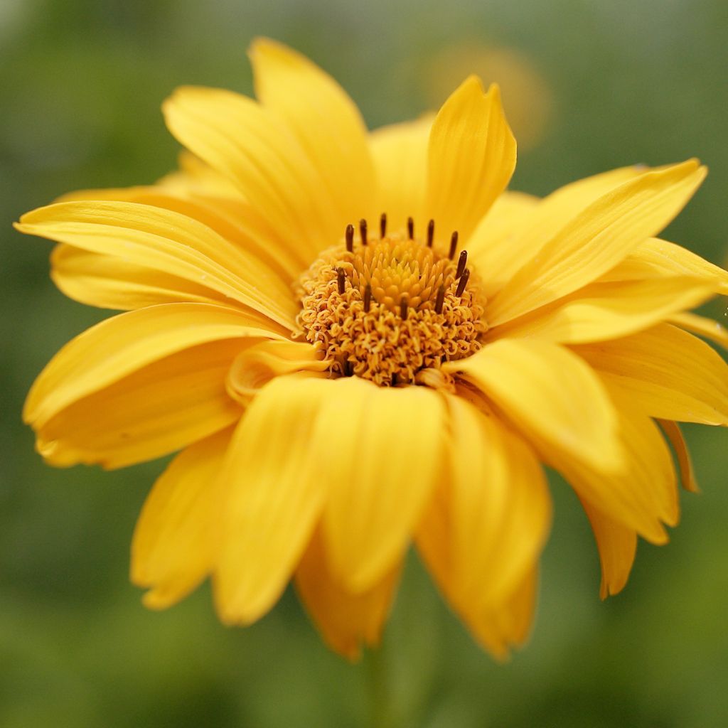 Heliopsis helianthoides var. scabra Venus