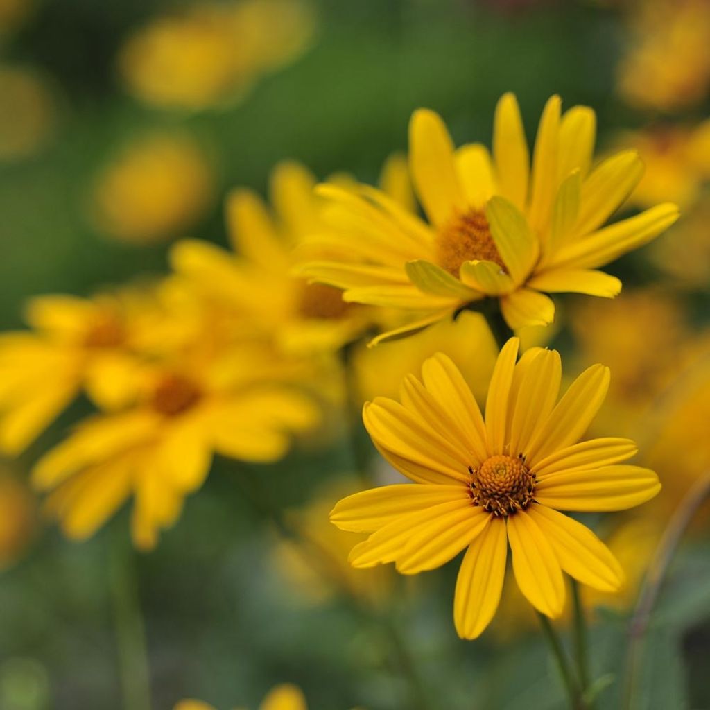 Heliopsis helianthoïdes var. scabra