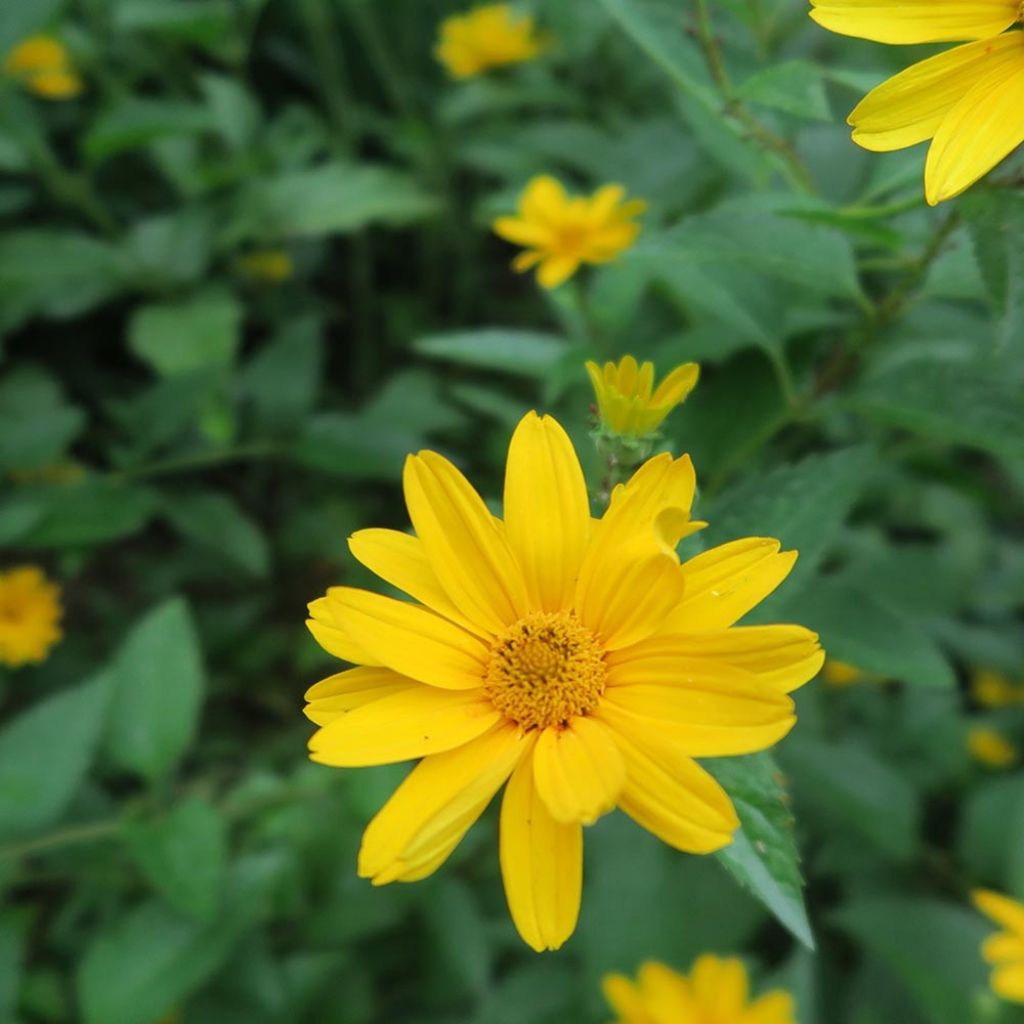 Heliopsis helianthoïdes var. scabra