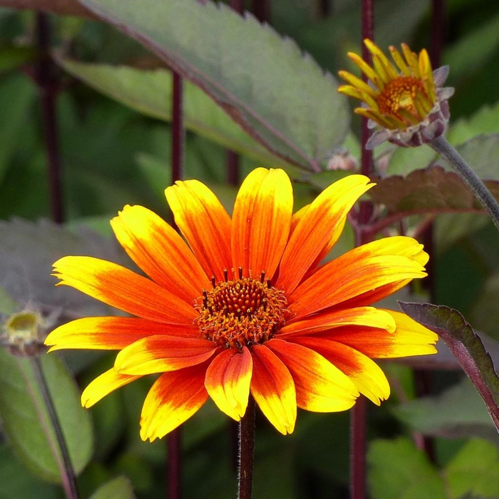 Heliopsis helianthoides Burning Hearts - Héliopsis faux hélianthe 