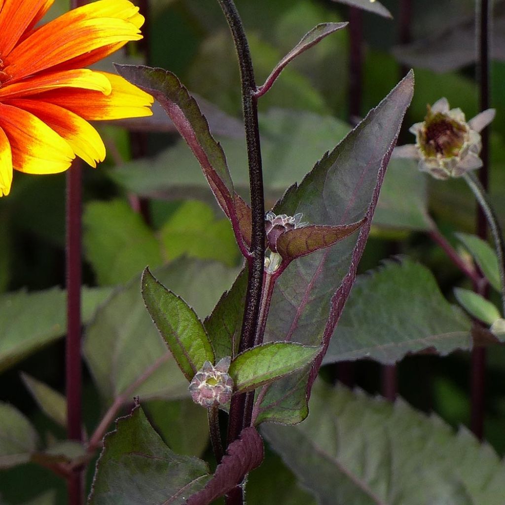 Heliopsis helianthoides Burning Hearts - Héliopsis faux hélianthe 