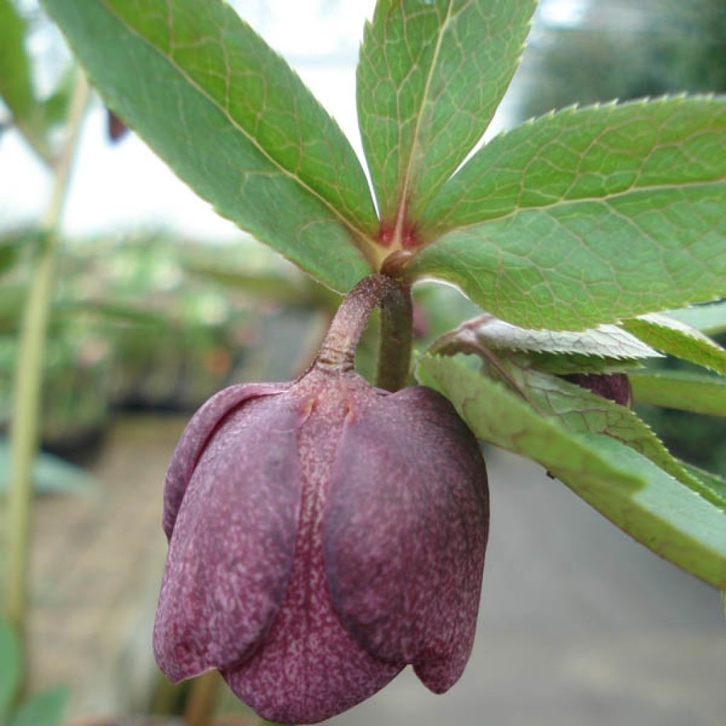 Hellébore orientale Aubergine