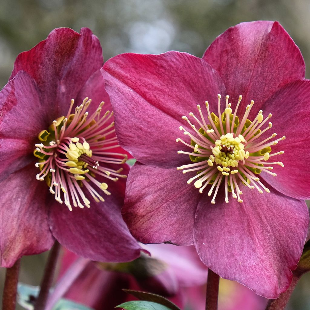 Helleborus Ice N' Roses Marbled Red - Hellebore