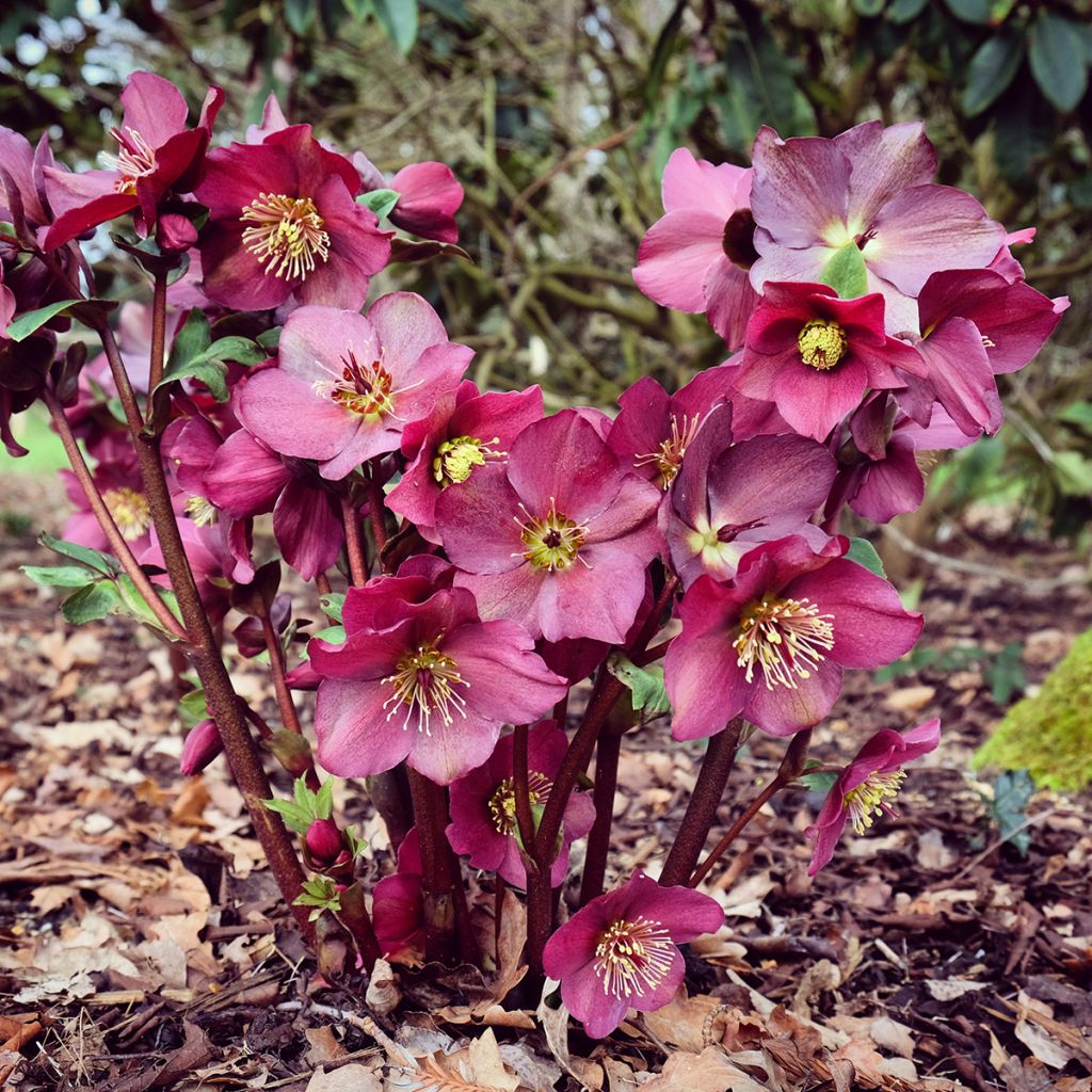 Helleborus Ice N' Roses Marbled Red - Hellebore