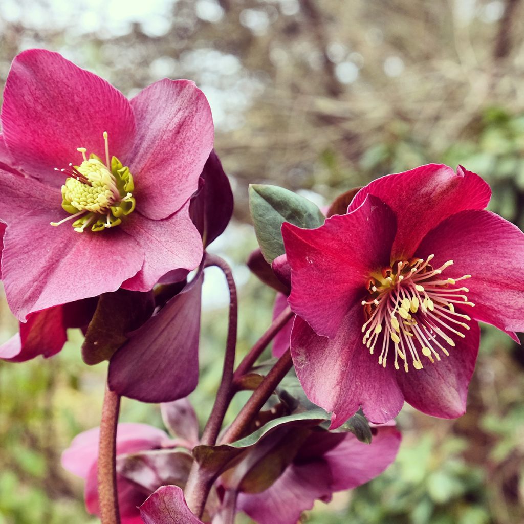 Helleborus Ice N' Roses Marbled Red - Hellebore