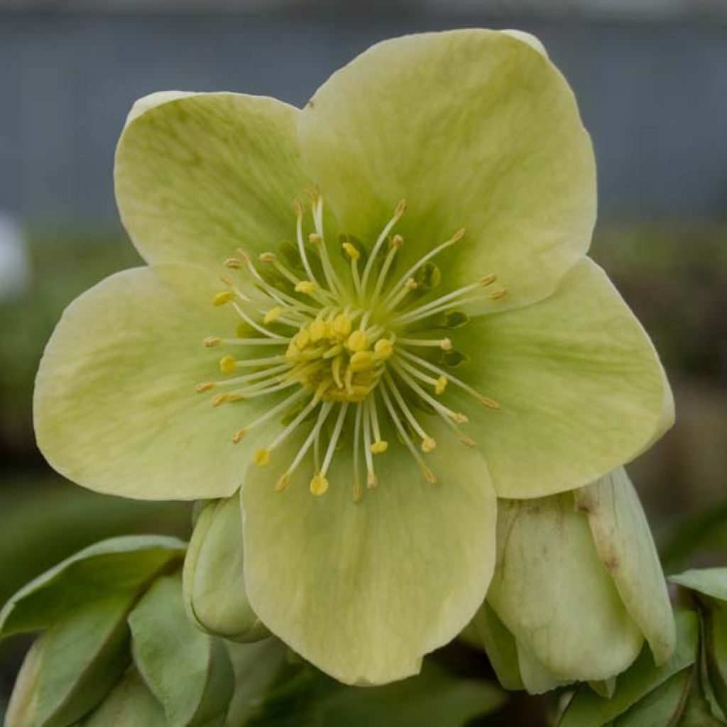 Hellebore nigercors Snow Love