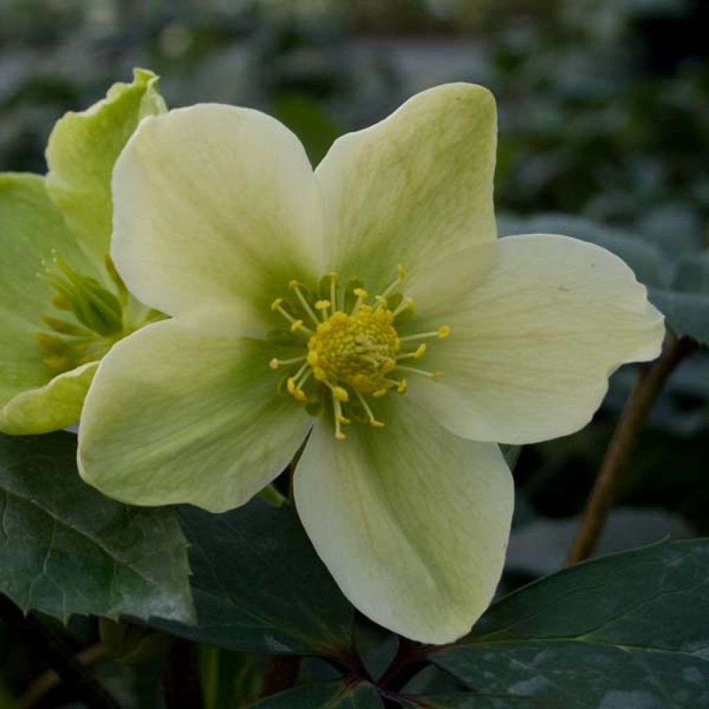 Hellebore nigercors Snow Love