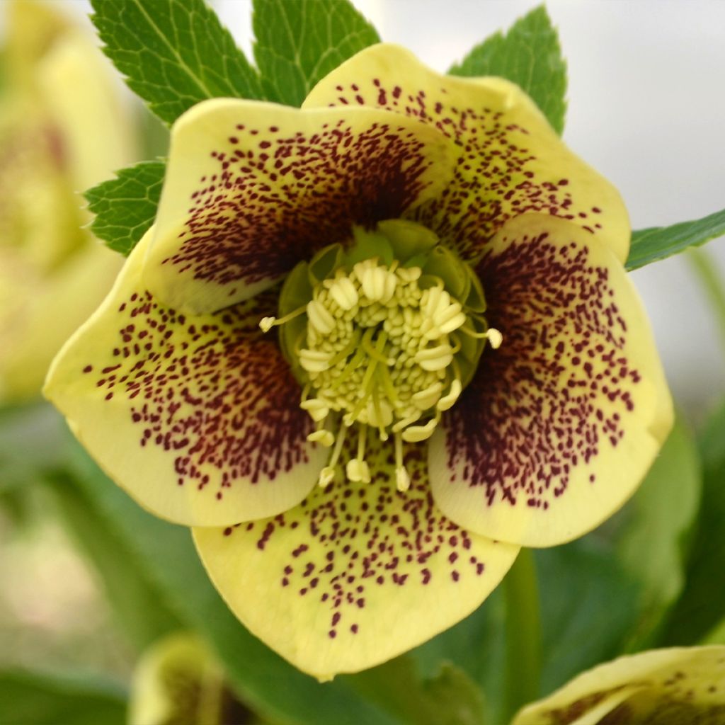 Hellébore ViV Maeva - Helleborus orientalis