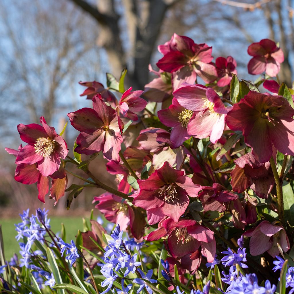 Helleborus Walbertons Rosemary