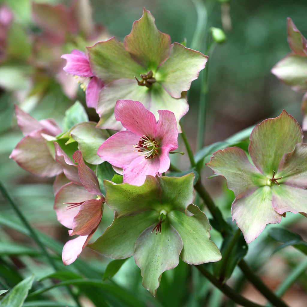 Helleborus Walbertons Rosemary