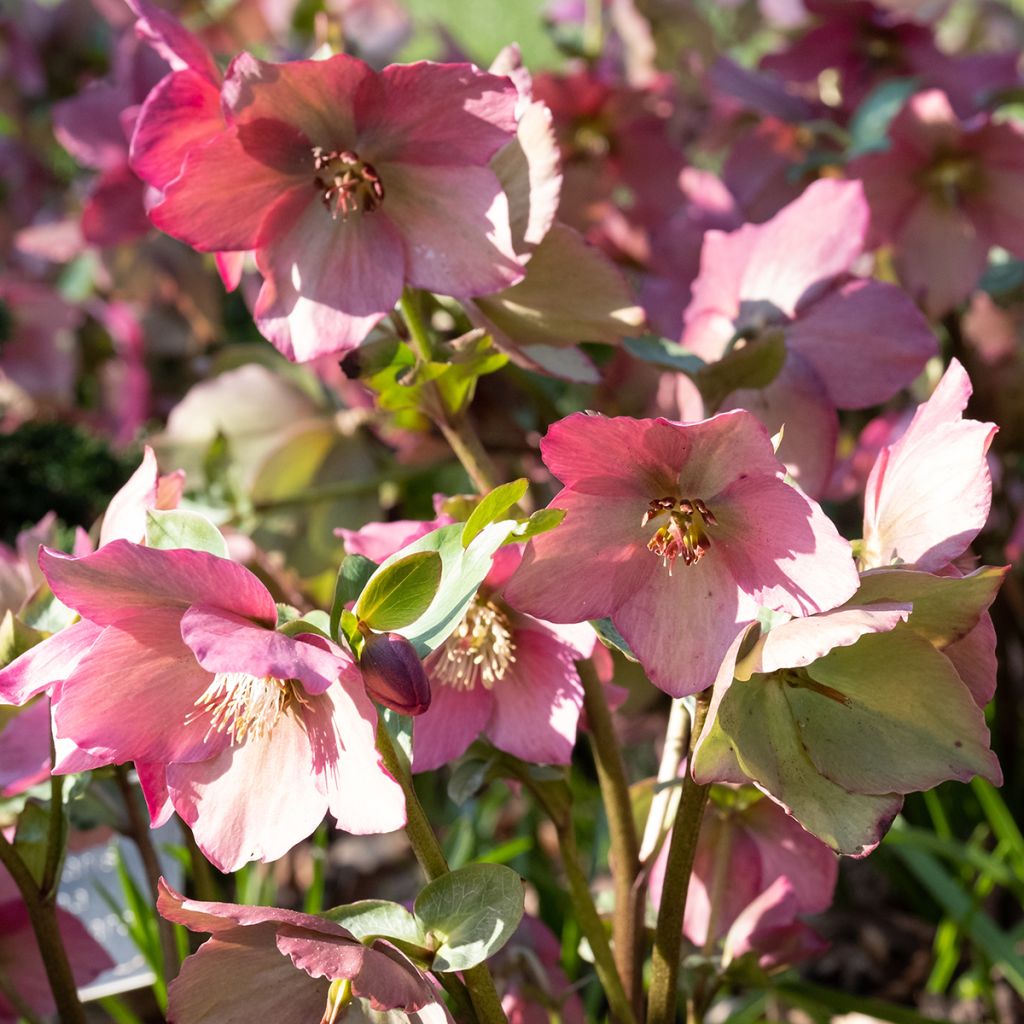 Helleborus Walbertons Rosemary