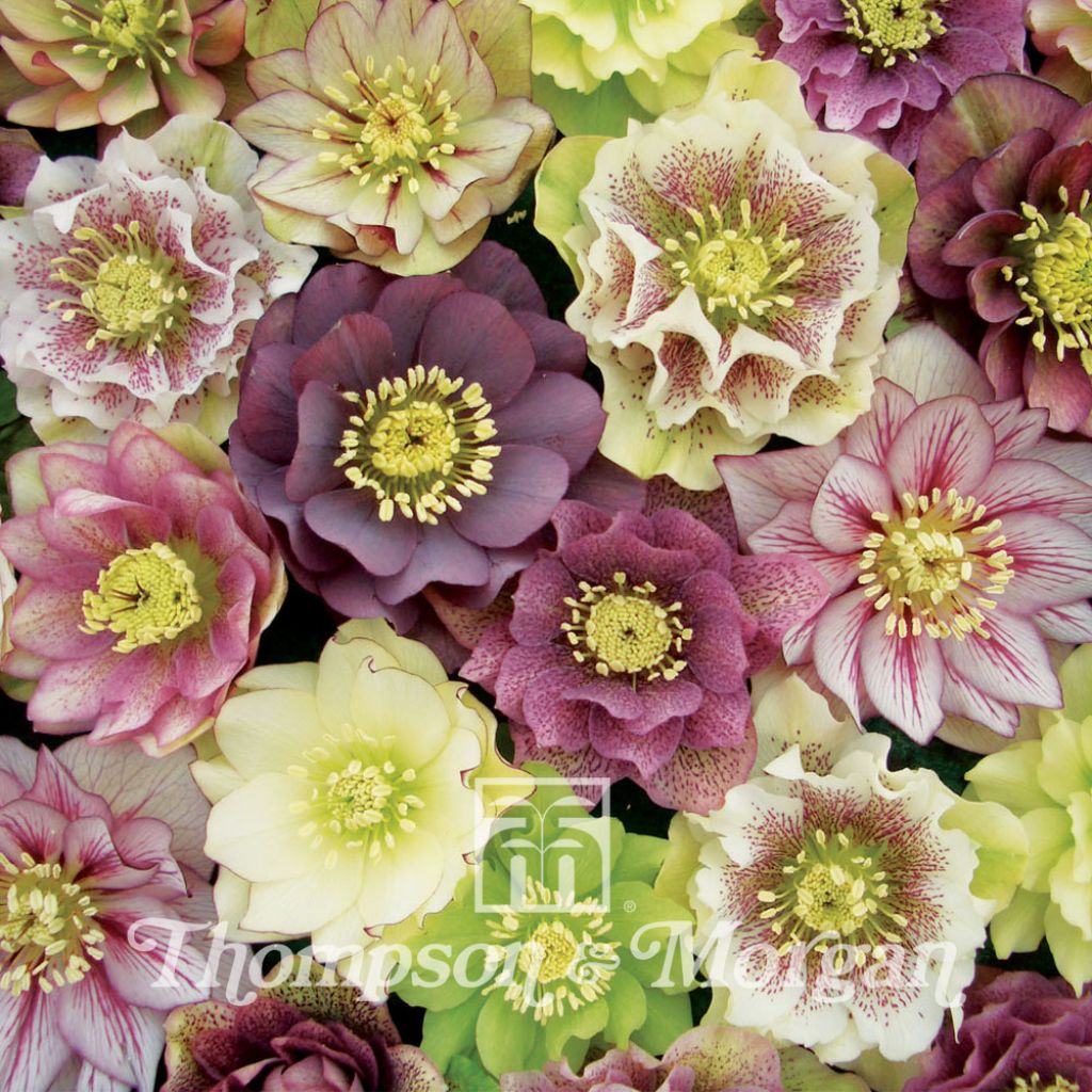 Helleborus Washfield Doubles - Hellebore