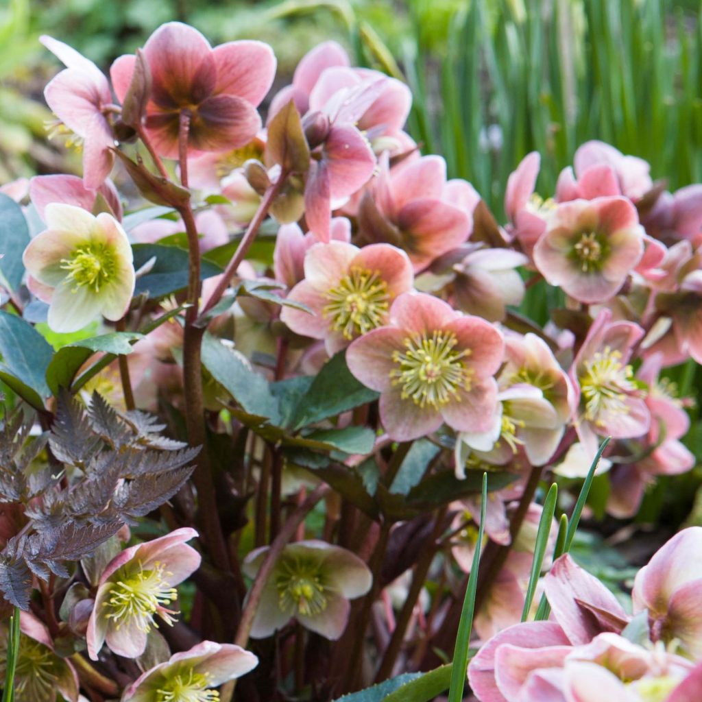 Helleborus ballardiae MAESTRO - Hellebore