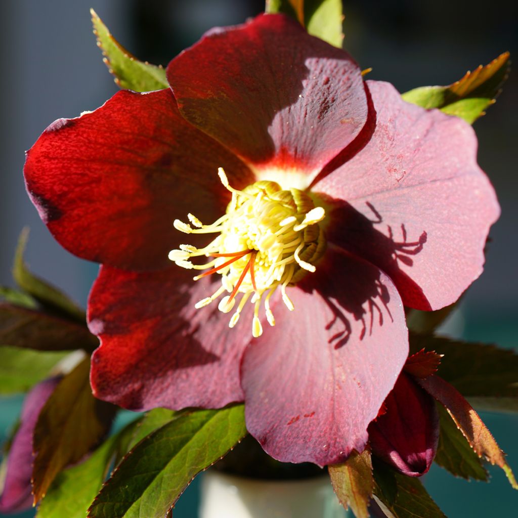 Helleborus x hybridus (orientalis) Red Hybrids