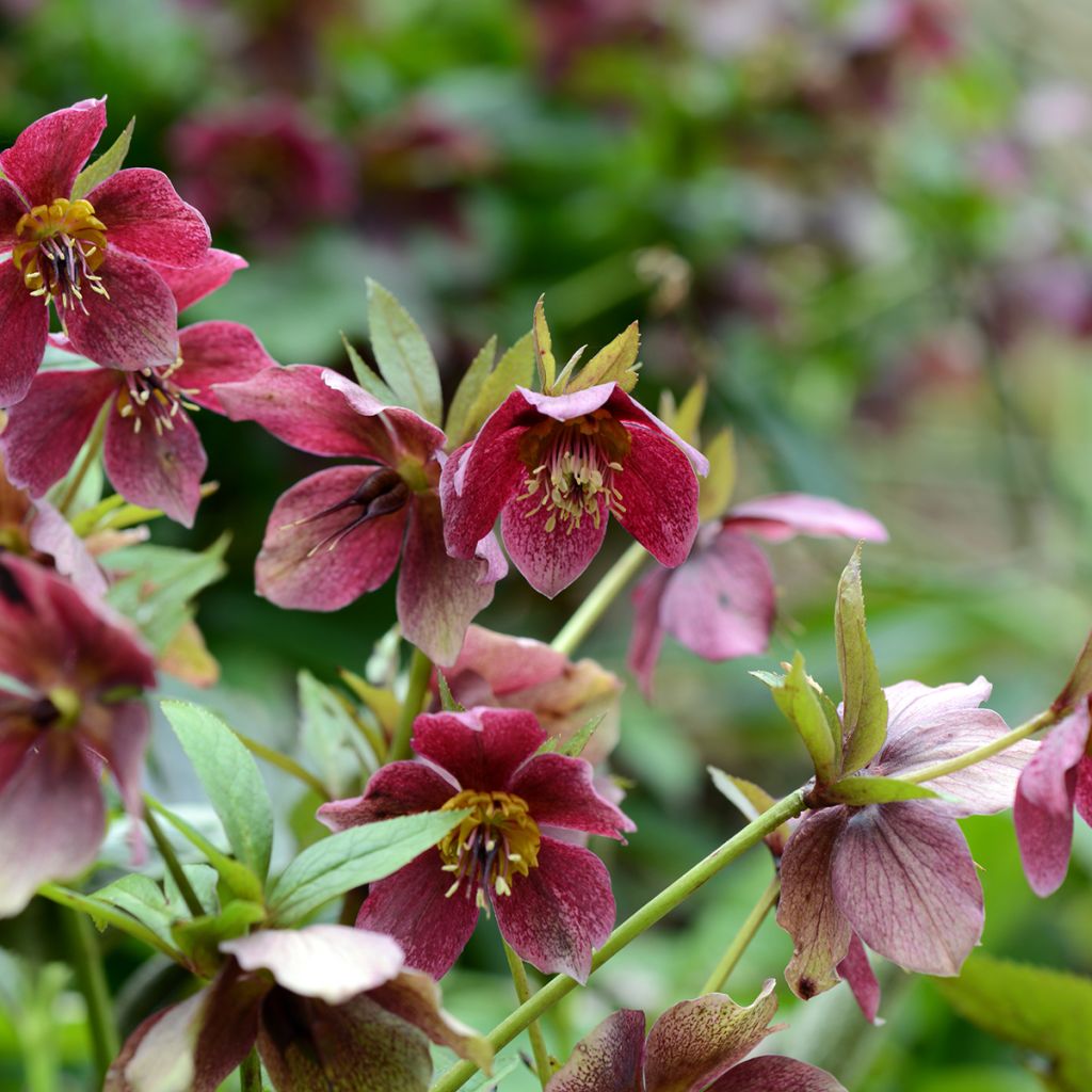 Helleborus x hybridus (orientalis) Red Hybrids