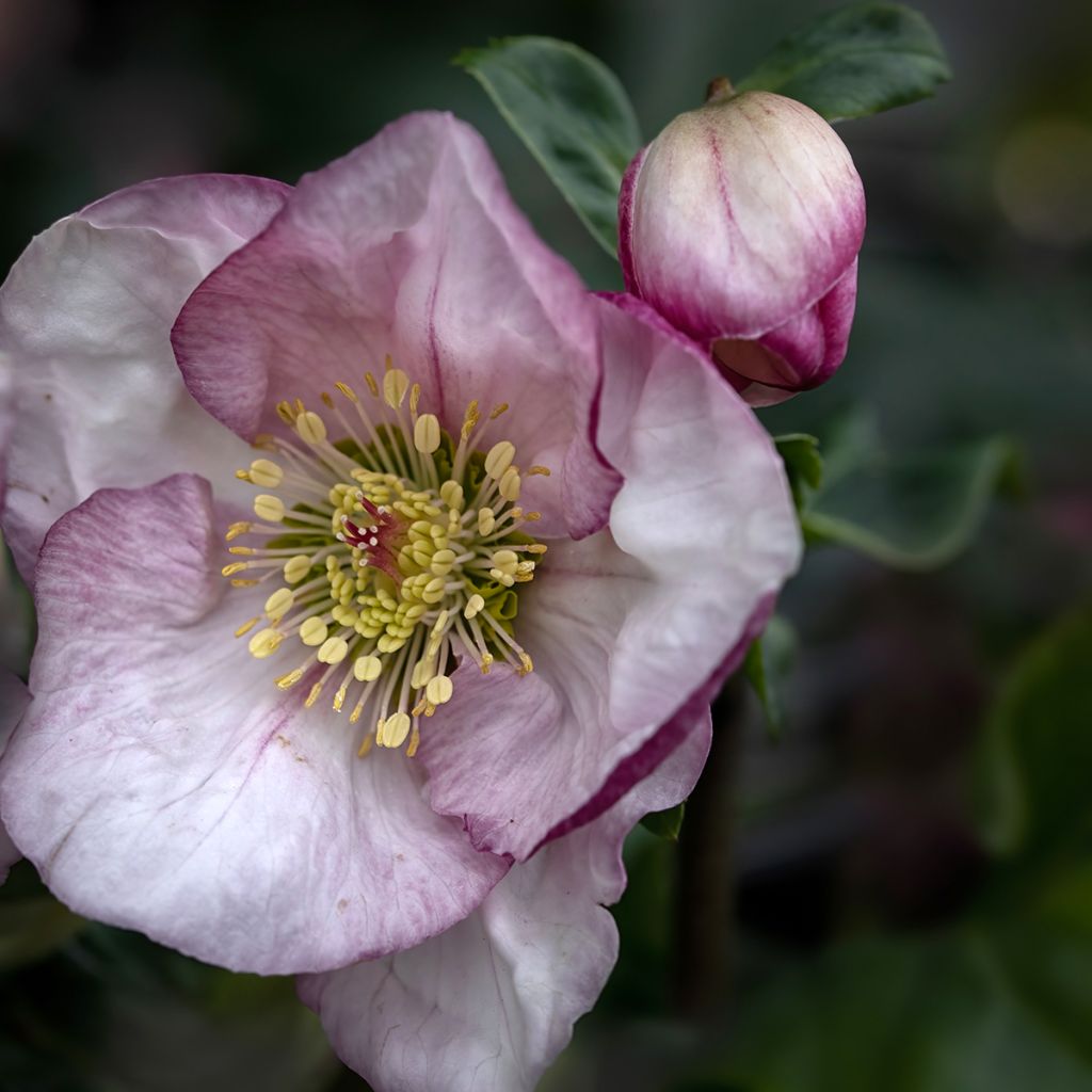 Helleborus HGC Liara