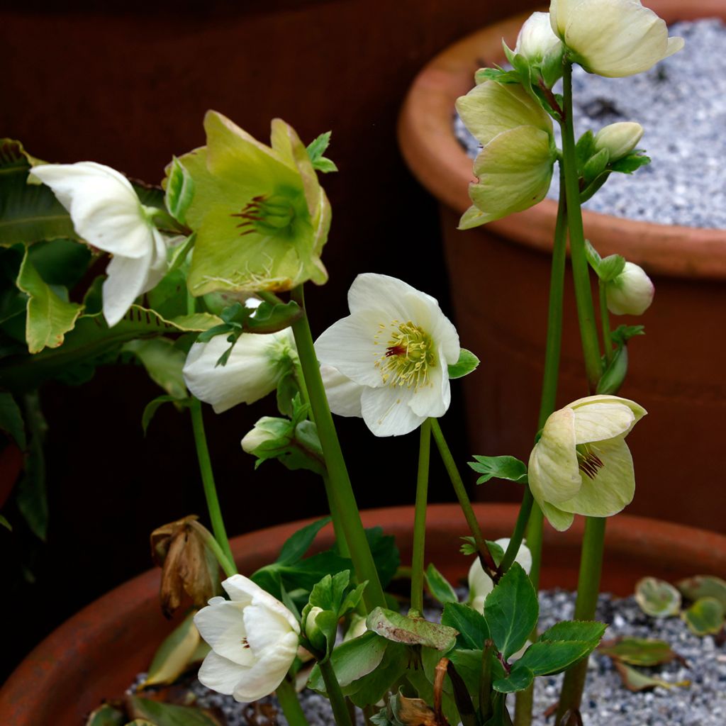 Helleborus HGC Linda