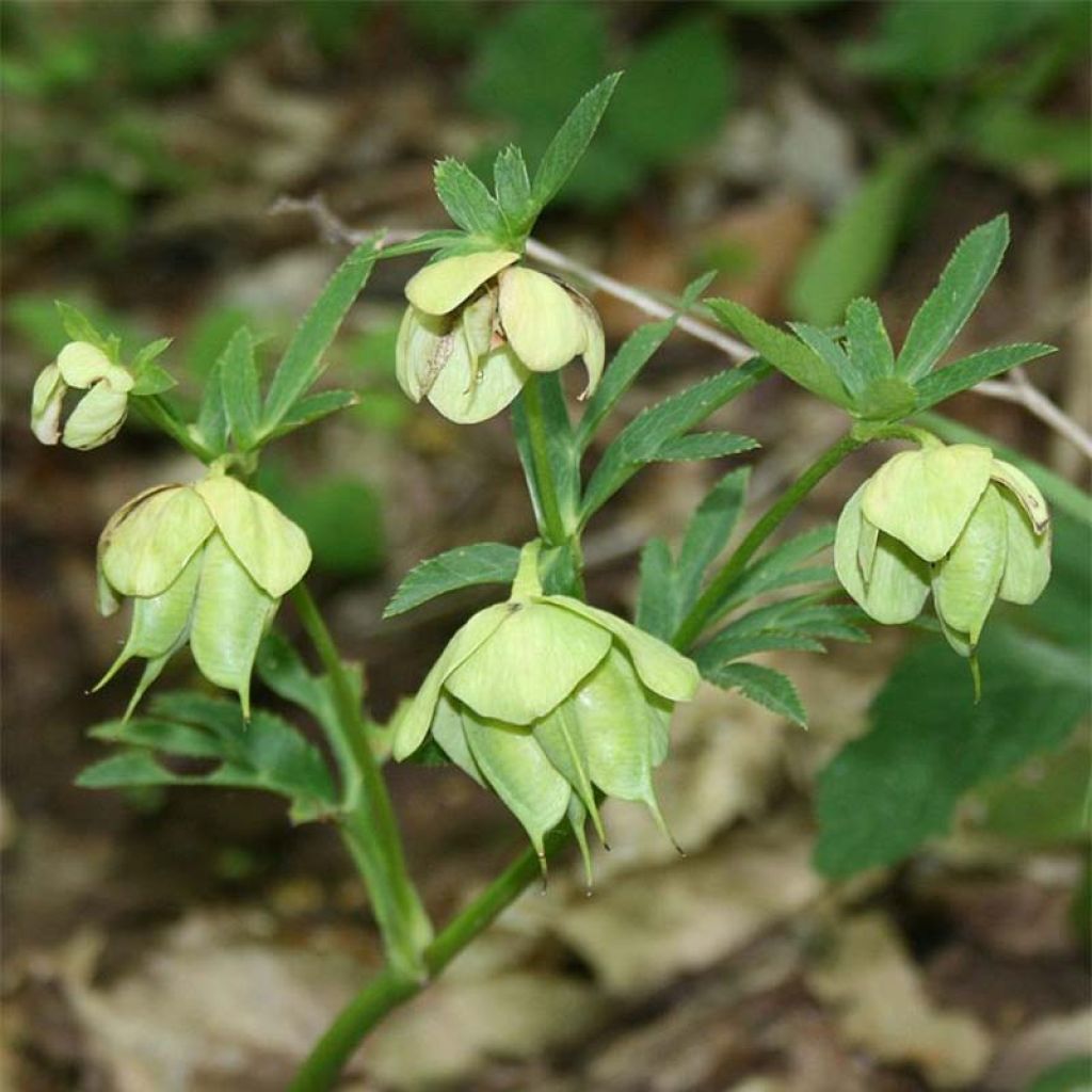 Hellébore multifidus bocconei