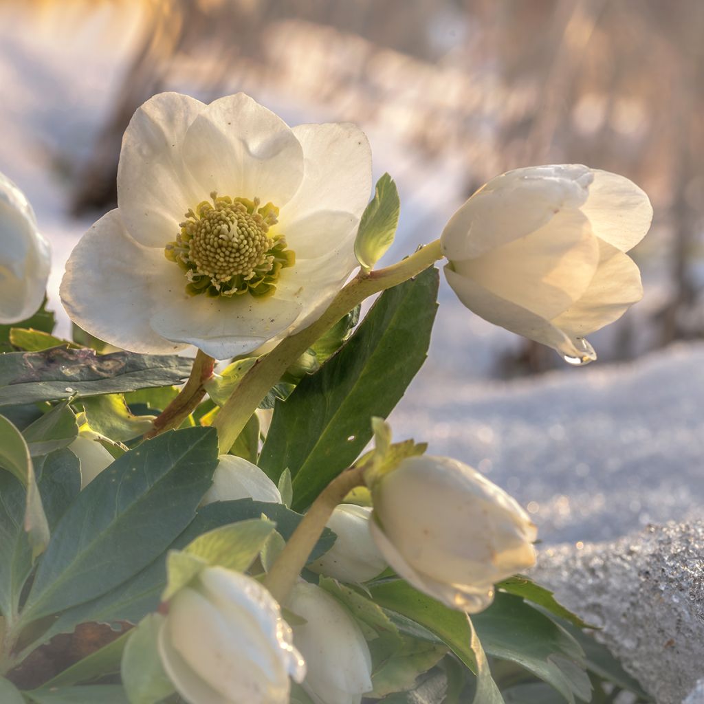 Helleborus niger - Christmas Rose