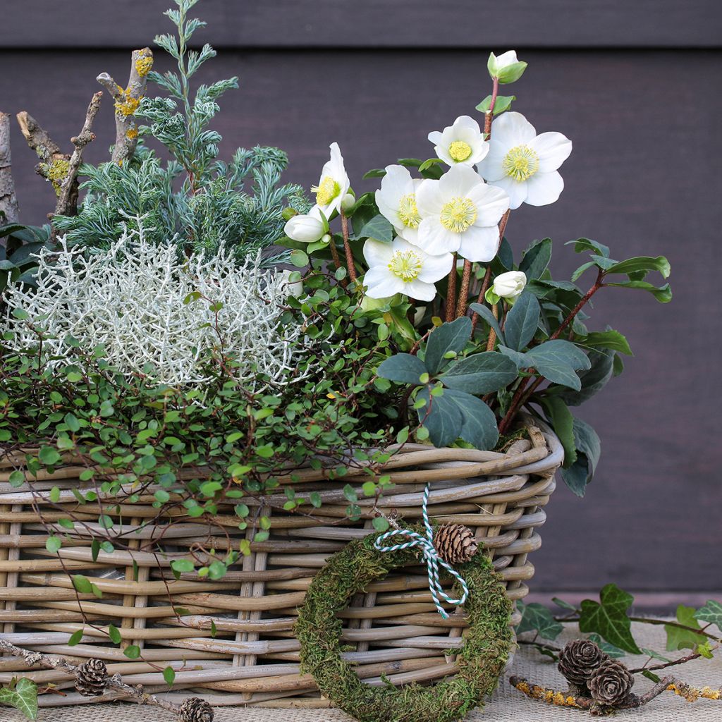 Helleborus niger - Christmas Rose