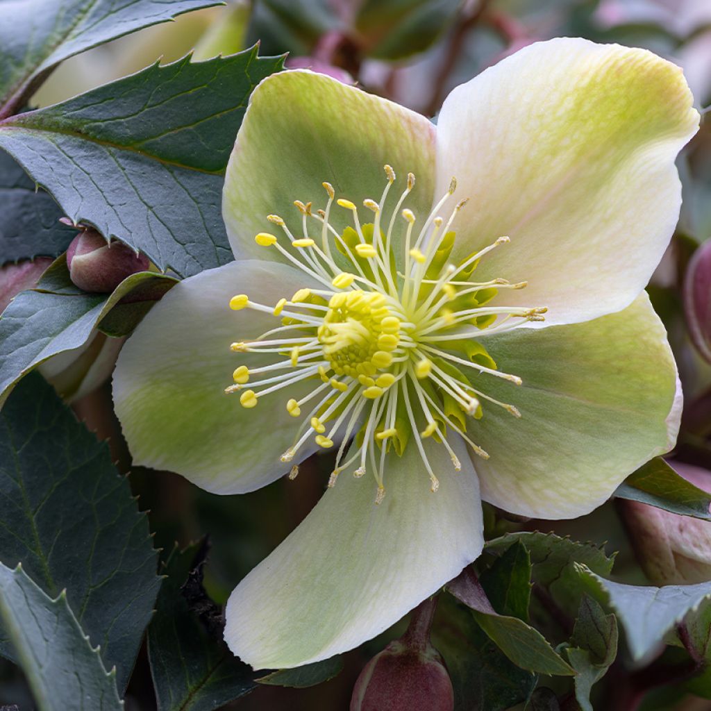 Helleborus niger - Christmas Rose