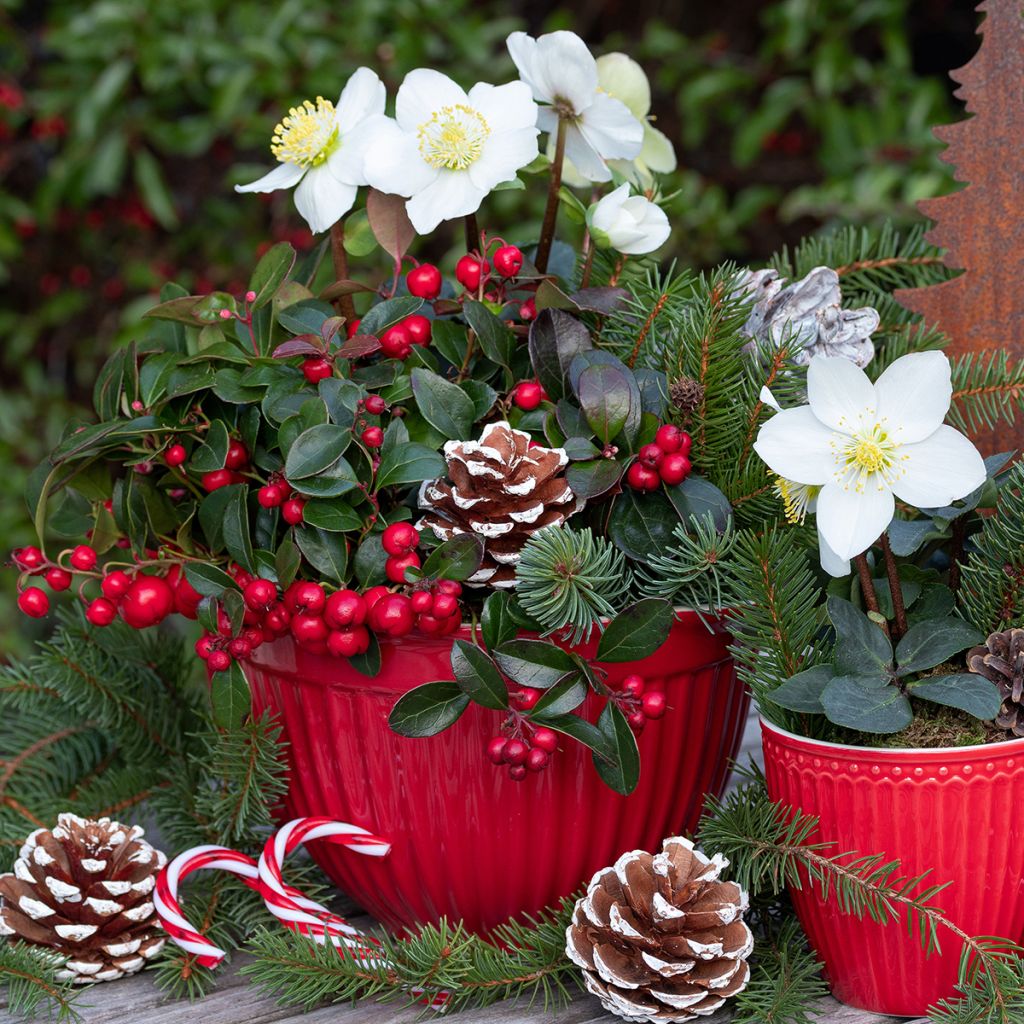 Helleborus niger - Christmas Rose