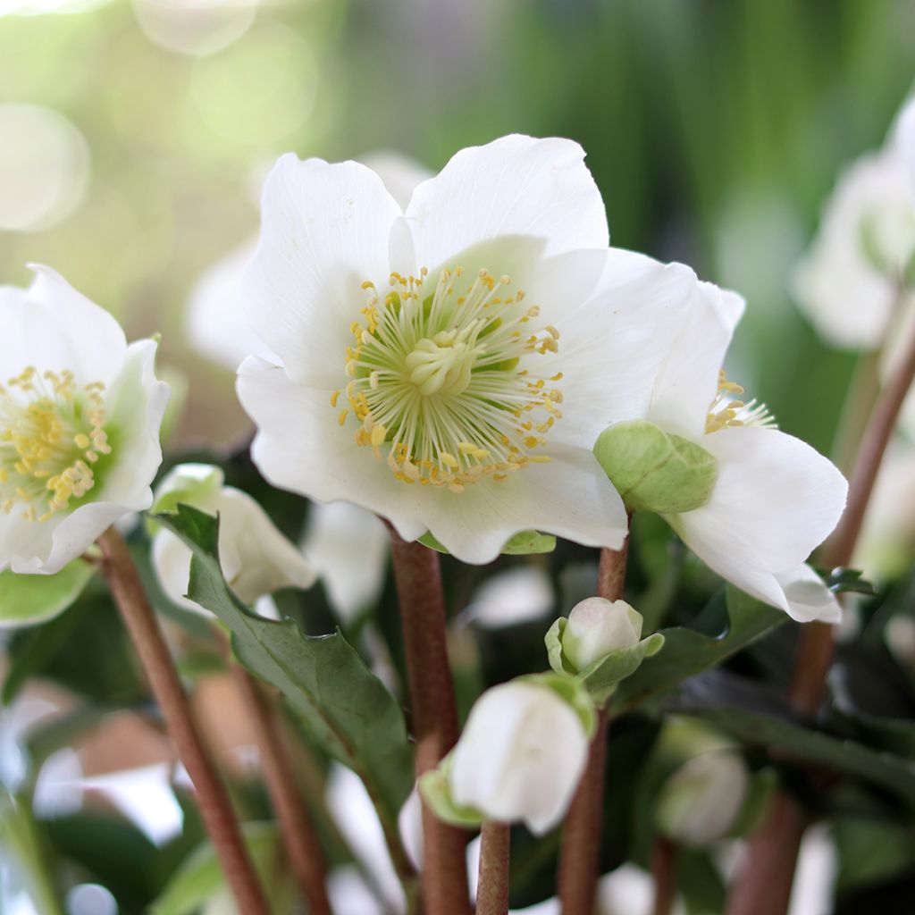 Helleborus niger - Christmas Rose