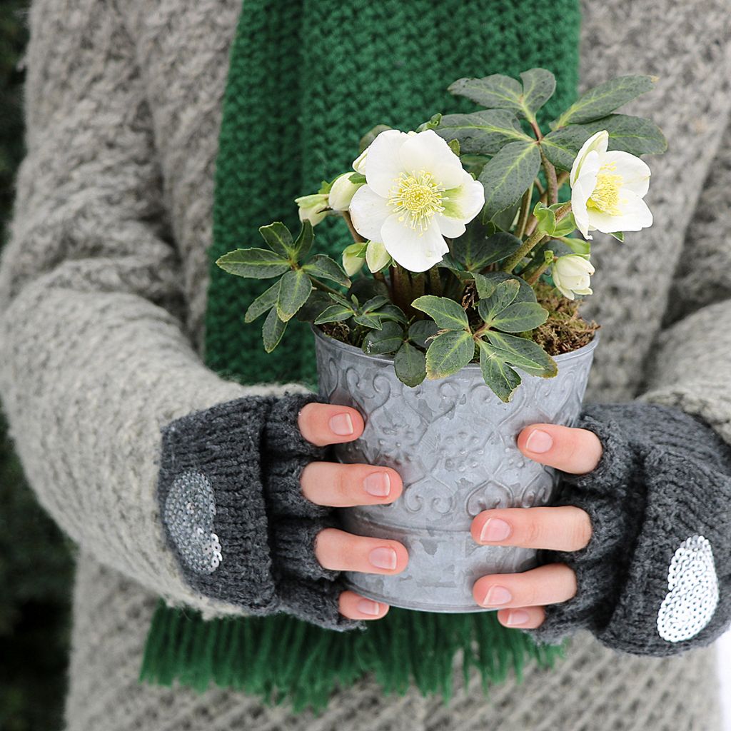 Helleborus niger - Christmas Rose