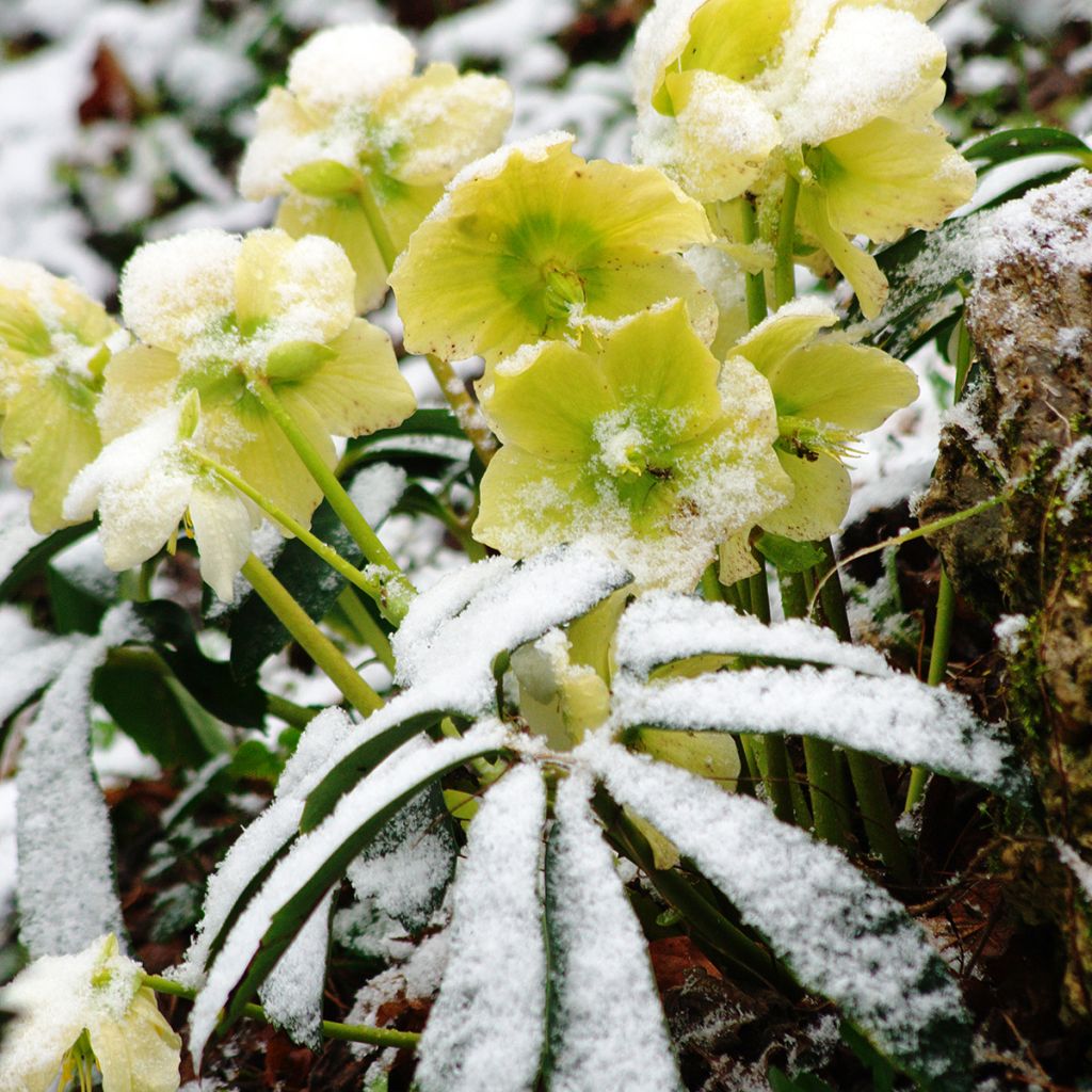 Helleborus niger subsp. macranthus - Christmas Rose