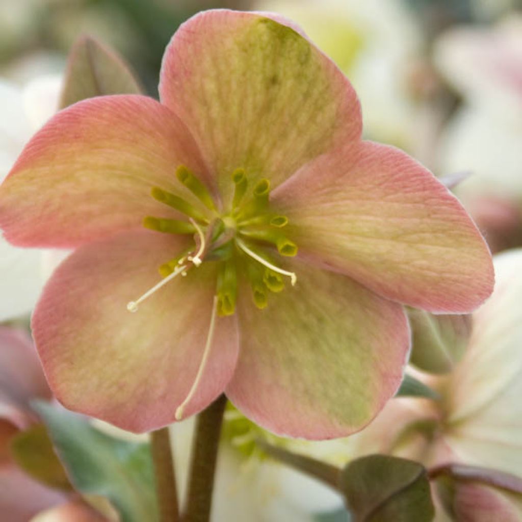 Helleborus nigercors Candy Love