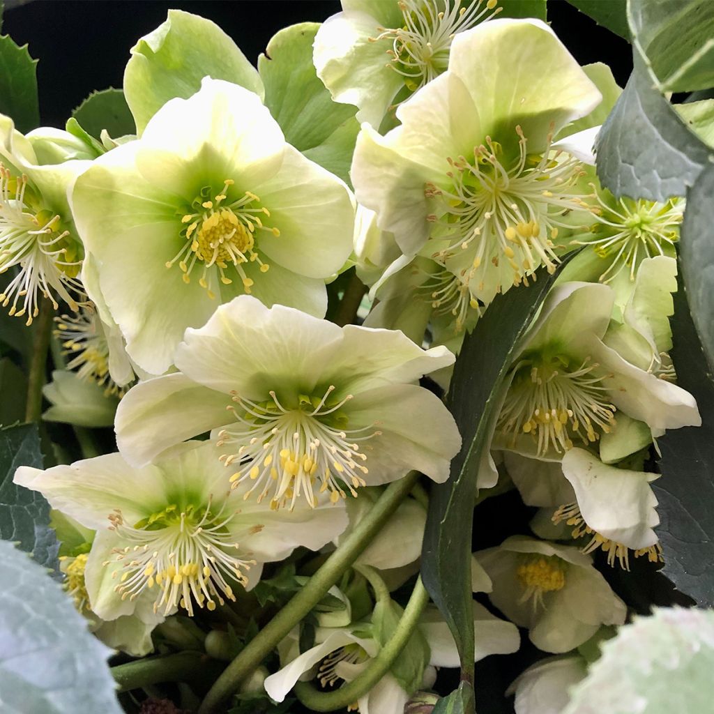 Hellebore nigercors Snow Love