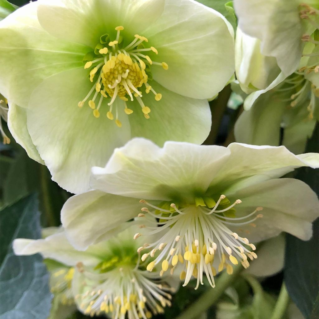 Hellebore nigercors Snow Love