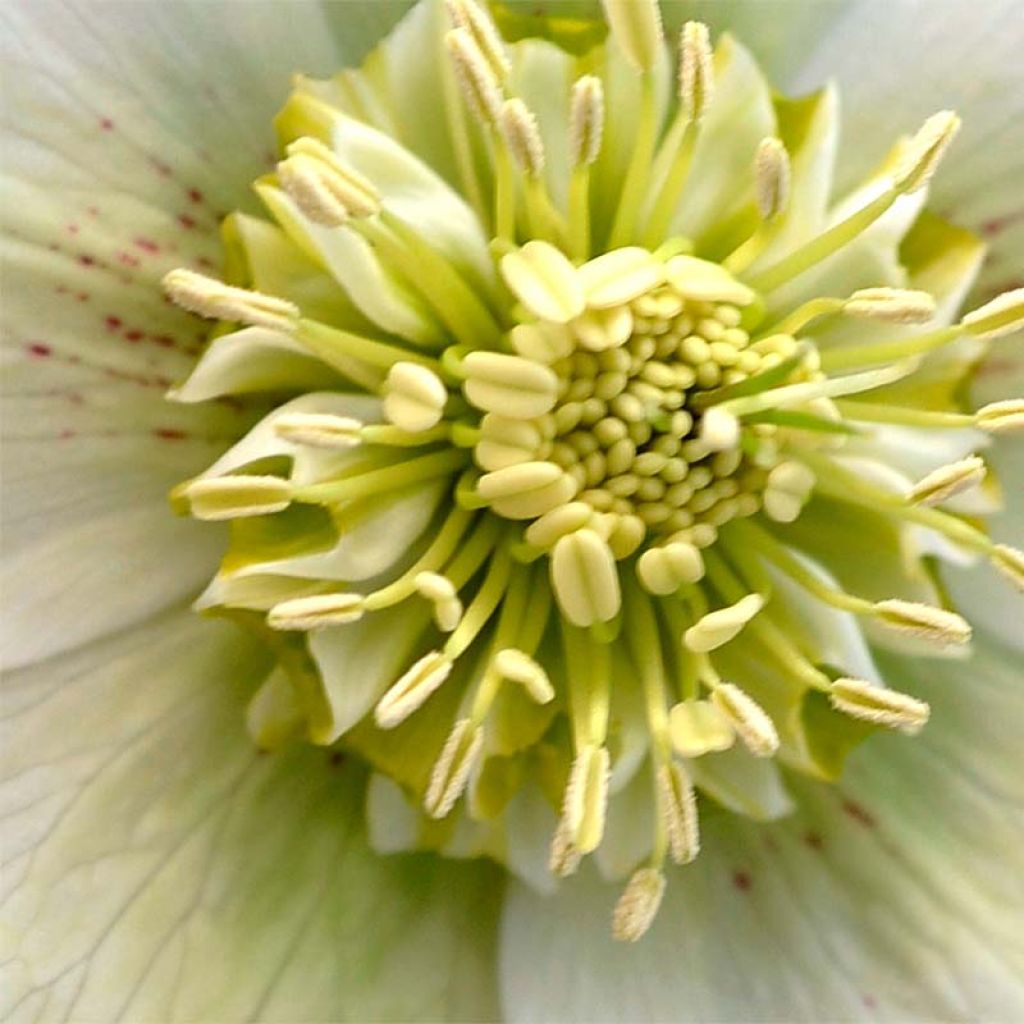 Helleborus hybridus Anemone White