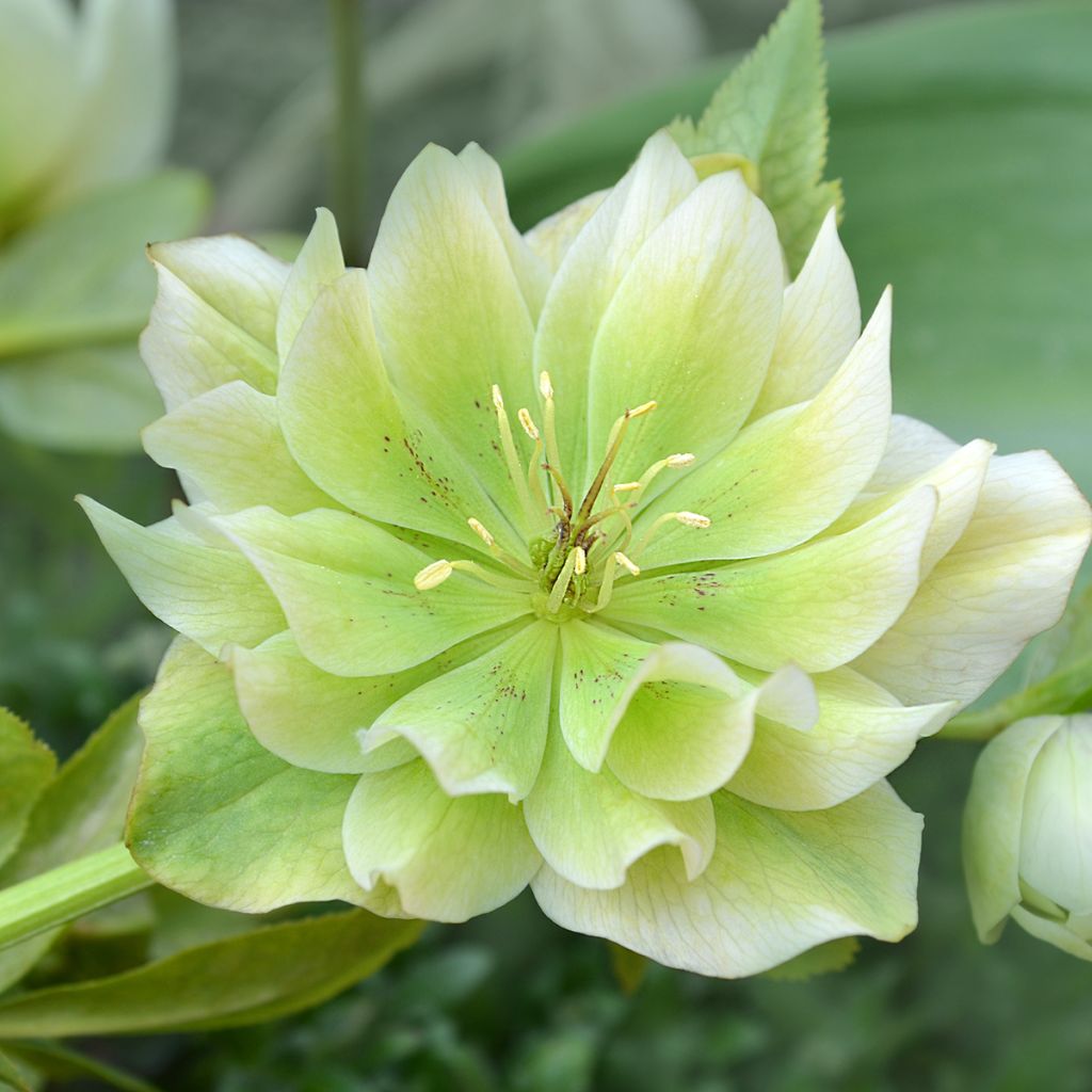 Helleborus hybridus Double White