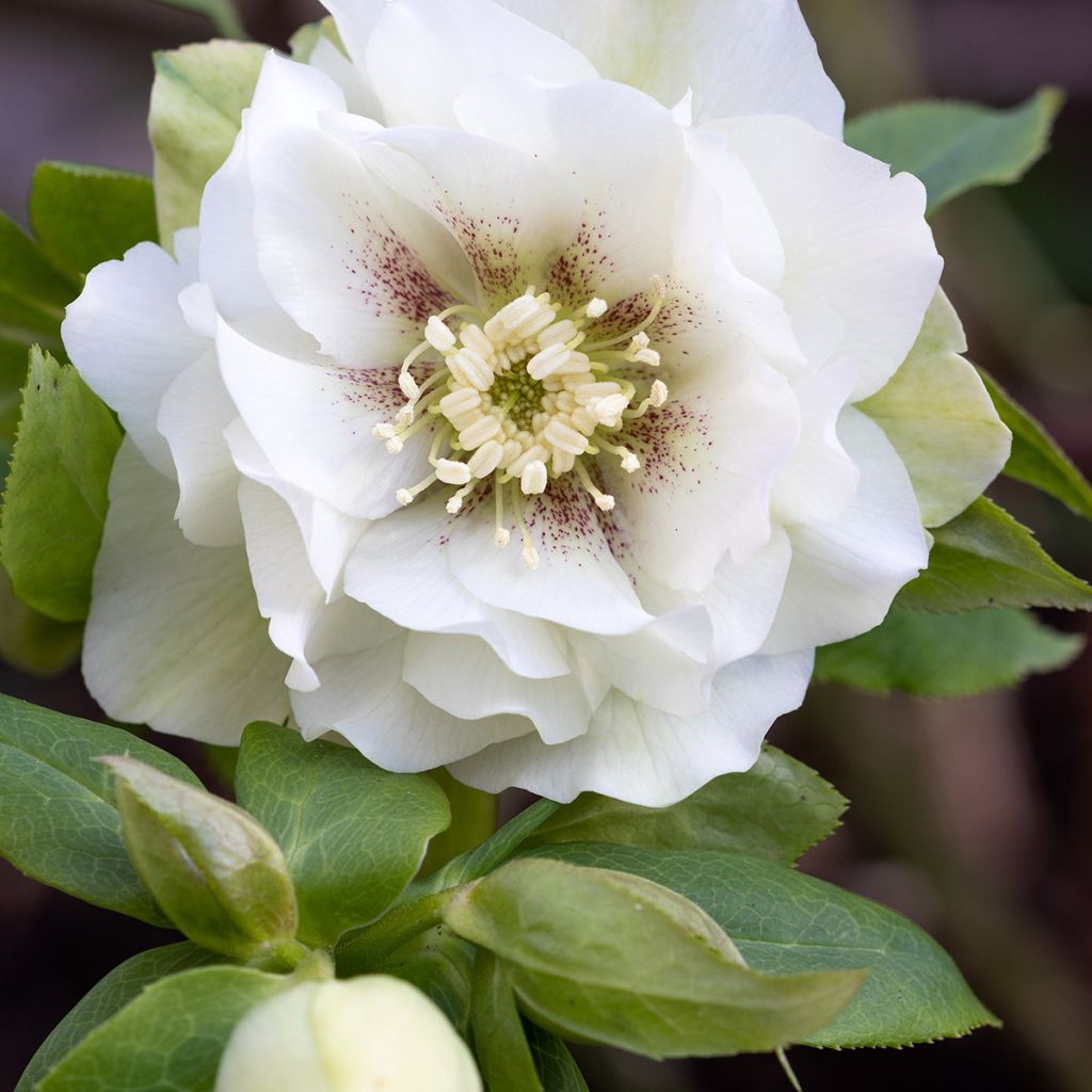 Helleborus hybridus Double White Spotted