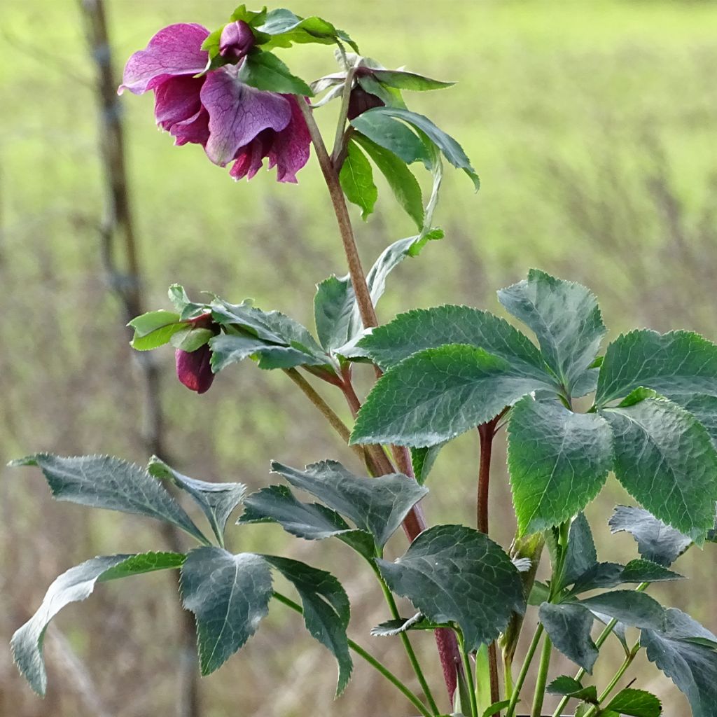 Hellébore orientale Magic Double Rouge