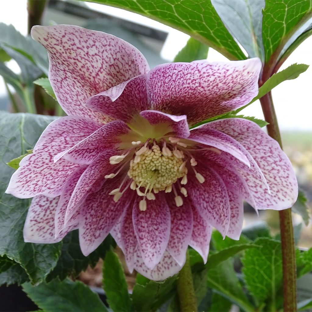 Hellebore orientale Magic Double rose