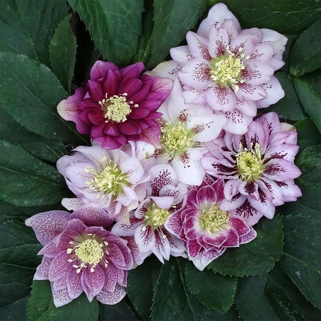 Hellebore orientale Magic Double rose